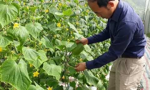 Kỹ sư bỏ việc nhà nước về trồng rau thủy canh, lãi 60 triệu/tháng