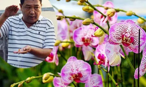 'Ông trùm' trồng lan hồ điệp công nghệ cao đút túi cả chục tỷ/năm