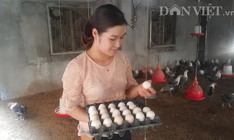 Chuyện lạ: Hot girl báo chí bỏ phố về quê nuôi lợn, thả gà làm giàu