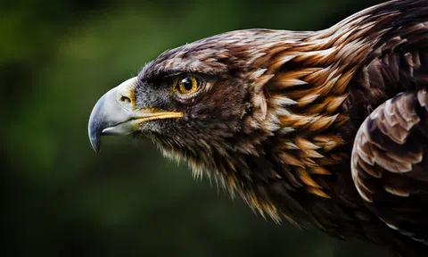 Phải sống như Đại Bàng: Luôn tránh xa những con chim sẻ và quạ, cũng như bạn phải tránh xa những người cản trở sự nghiệp của mình. Nên nhớ, Đại Bàng chỉ bay với những con Đại Bàng khác