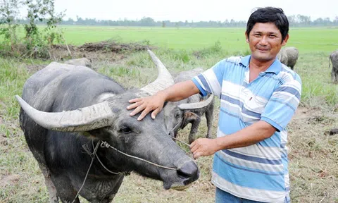 'Đại gia' Hậu Giang: Cưỡi trâu du mục thu 2 tỷ mỗi năm