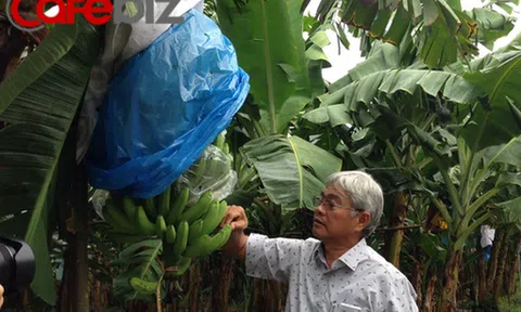 "Vua chuối" Huy Long An: Điều kiện đầu tiên để xuất khẩu chuối sang Nhật Bản là nhật ký sản xuất phải minh bạch, không "mông má"