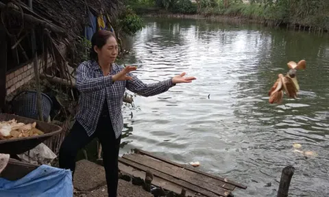 Làm giàu ở nông thôn: Cho cá ăn... bánh mì, thu nửa tỷ đồng/năm