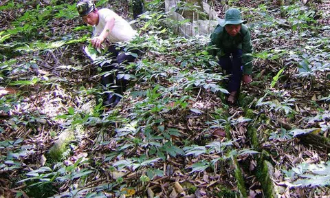 Lão nông trên đỉnh núi canh khối tiền 500 tỷ giấu dưới tán rừng già