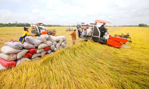 'Đại gia' gạo thế giới trồng 10.000 ha lúa bền vững ở Việt Nam
