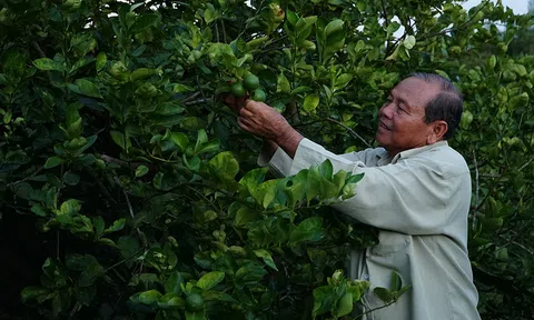 Con đường nông sản, từ bờ Hậu Giang tới thị trường châu Âu