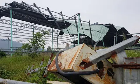 Trại bò 2.000 tỷ hoang tàn khó tin