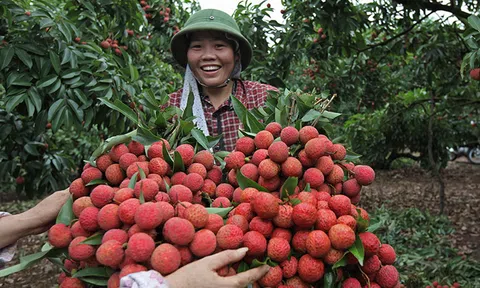 Một làng 600 tỷ phú: Chỉ trúng 1 vụ chia nhau hàng ngàn tỷ