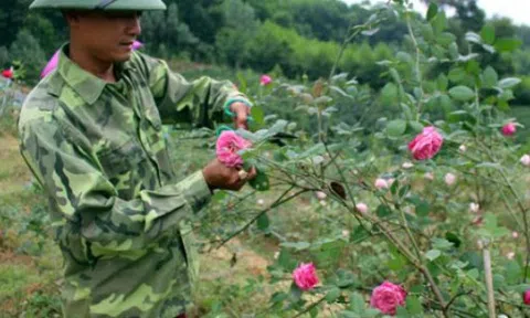 Đánh liều trồng 3ha hồng cổ, 'Hai Lúa' Thái Nguyên kiếm bộn tiền