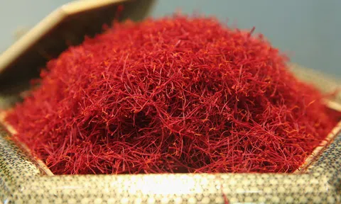 Quà Tết biếu sếp, mua mấy sợi 'vàng đỏ' giá 500 triệu/kg