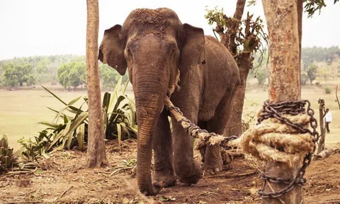 Sợi dây thừng trói chân voi và bài học cho những ai muốn vượt qua thất bại