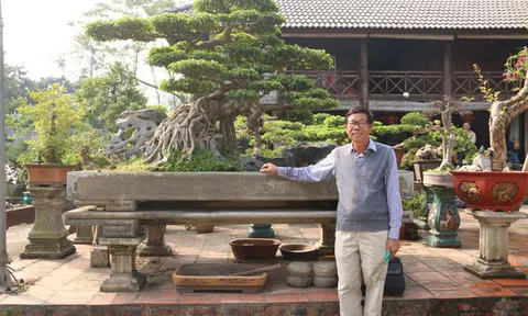 Đại gia gạ đổi 4 lô đất giá 9 tỷ lấy cây sanh cổ ôm đá đẹp hiếm có