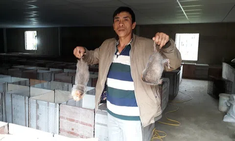 Nuôi đàn chuột núi 4.000 con thu 6 tỷ đồng/năm