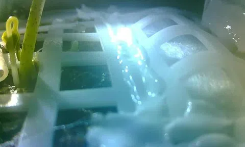 Lần đầu tiên trong lịch sử, hạt giống Trung Quốc trồng trên Mặt trăng đã nảy mầm