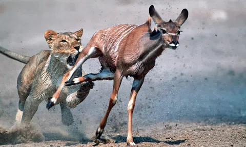 98% cố gắng của bản thân quyết định thành công nhưng đã bao giờ bạn tự hỏi mình thực sự nỗ lực vì điều gì chưa hay chỉ vì muốn "bắt chước" người khác?