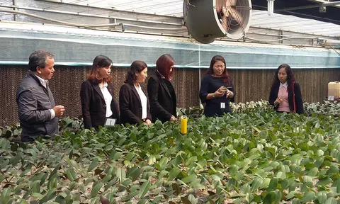 HTX hoa lan ở Đan Phượng, Chủ tịch Kim có thể thăm, có gì đặc biệt?