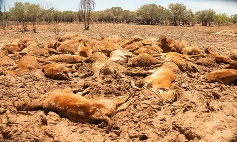 'Tận thế' ở Queensland