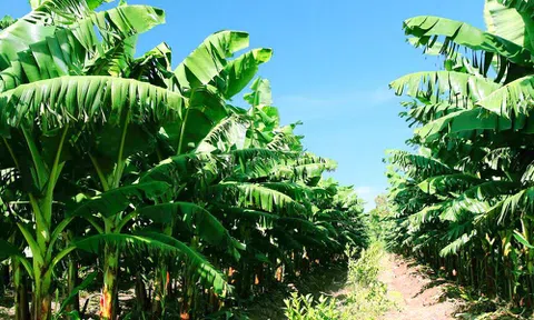 Bầu Đức kỳ vọng mỗi ngày vườn chuối mang về 10 tỷ đồng