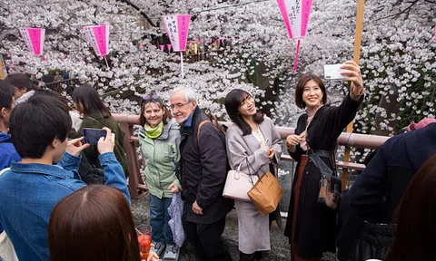 Nhật Bản kiếm 5,8 tỷ USD từ mùa hoa anh đào thế nào?