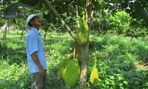 Quảng Nam: Đếm tiền 'khỏe re' từ cây ra quả 'khổng lồ', thơm cả xóm