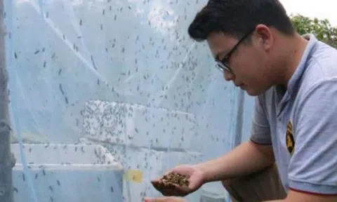 Đắk Lắk: Cử nhân về quê nuôi...ruồi, lấy ruồi nuôi gà, nuôi lươn
