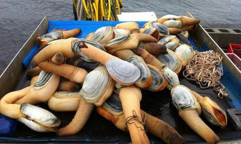 Ốc vòi voi 10 triệu/con, khách nhìn ngượng 'chín mặt' nhưng vẫn vung tiền mua