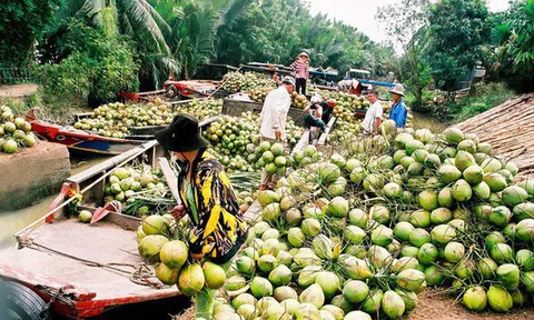Lazada đưa dừa Bến Tre lên sàn TMĐT: Trận đấu mới với toàn "người quen" Shopee, Tiki trên chiến trường nông thôn sắp sửa nổ ra?