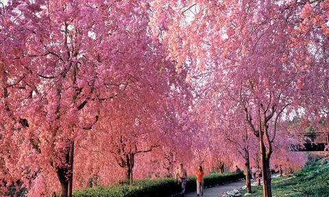 Ông Trịnh Văn Quyết: Bamboo Airways sắp bay chuyến quốc tế đầu tiên, điểm đến là Nhật Bản