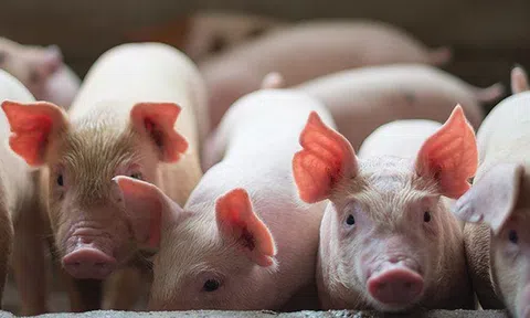 Ông trùm thức ăn chăn nuôi Trung Quốc mở 3 trang trại lợn ở Việt Nam