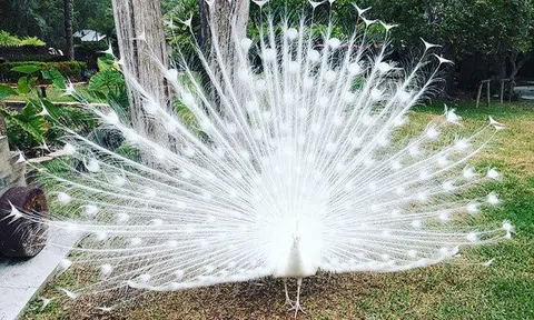 Chim đột biến gen 100 triệu: Nữ công nhân vay tiền mua về ngắm chơi