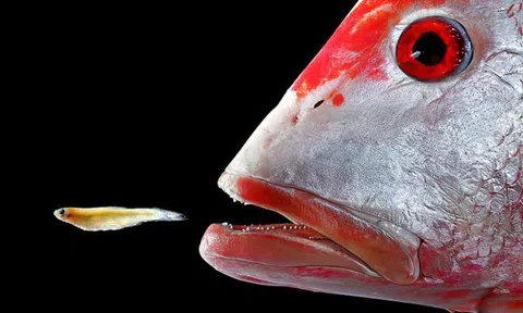 Lời khuyên "mất lòng" cho 98% doanh nghiệp Việt: Công ty nhỏ, nhân sự không xuất chúng, tài chính eo hẹp, sản phẩm không mấy tiềm năng thì dù đang thành công cũng nên bán mình!