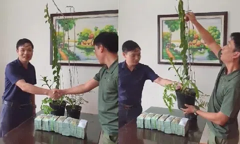 Tiết lộ của đại gia Hà Tĩnh ra Hải Phòng mua 2 chậu lan 3,5 tỷ