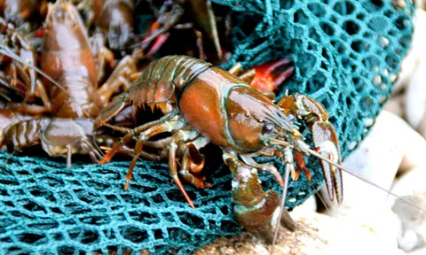 Tôm hùm đất nhập về Việt Nam với giá 'siêu rẻ'