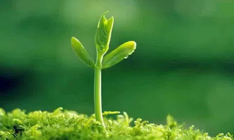 Làm người: Thắng ở tầm nhìn, thua ở tính toán; làm việc: Thắng ở nhân cách, thua tại "thông minh"
