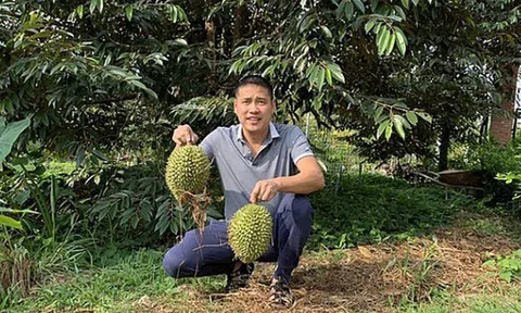 Đặt giá tới 200.000 đồng/kg sầu riêng, cao gấp 2-3 giá thị trường, chuỗi cửa hàng này vẫn đắt hàng nhờ bán sầu chín tự nhiên, không dấm thuốc