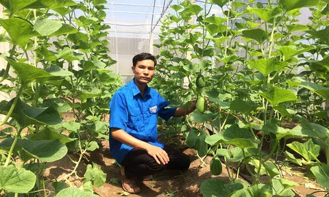 Kỹ sư về quê trồng dưa lê Hàn Quốc, bỏ túi hàng trăm triệu