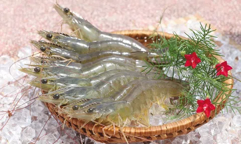 Câu chuyện ngành tôm Việt Nam phía sau cáo buộc với Minh Phú