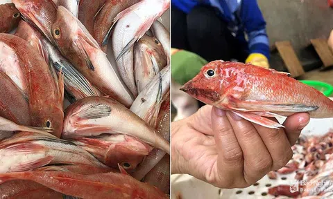 Thực hư đặc sản cá đùi gà 1 nắng Nghệ An làm giả từ cá nóc?