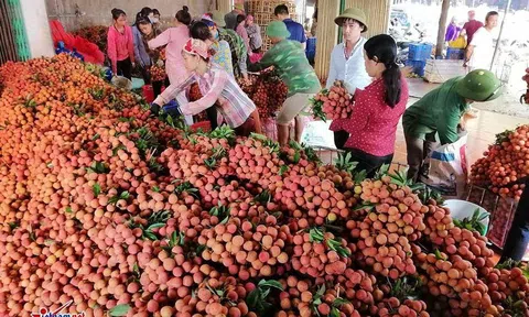 400 chủ vựa Trung Quốc ồ ạt đổ sang, tình huống chưa từng có