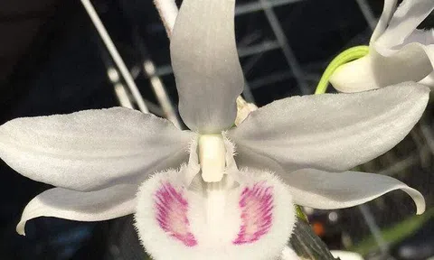 Giò lan phi điệp tiền tỷ chấn động, nghi vấn 1 cú lừa ngoạn mục