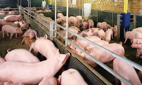 Thịt lợn bất ngờ tăng giá mạnh, thương lái săn hàng bà con không bán