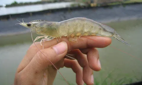 Đại diện Minh Phú (MPC): Con gà nguyên liệu đi vào và thành phẩm đi ra, dù cũng là thịt gà nhưng xuất xứ khác nhau, không phải nuôi ở đâu là xuất xứ ở đấy!