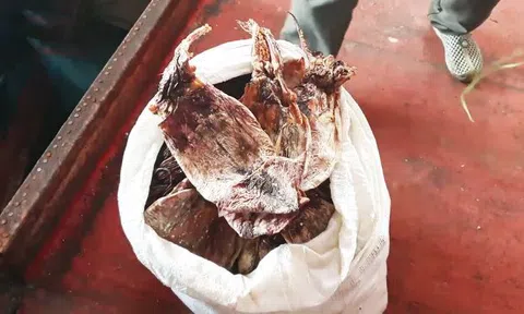 Trung Quốc ngừng mua, hàng trăm tấn mực khô tồn kho, không có đầu ra
