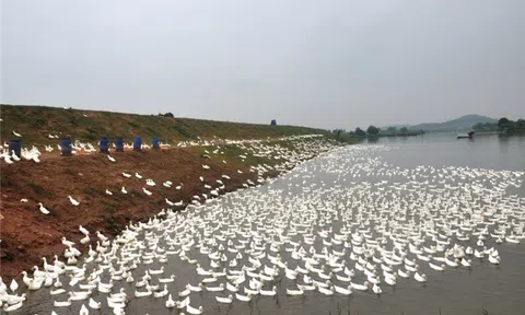 Cầm 2 bằng đại học về quê, chiều chiều lùa đàn vịt trắng ra đồng