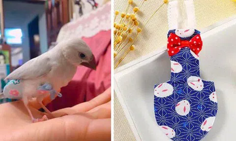 Cô gái 9x kiếm cả trăm triệu hàng tháng nhờ làm bỉm cho chim, xuất khẩu đi cả Mỹ, Canada, Ả Rập