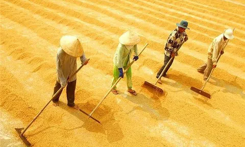 Cá Việt 37 triệu cá Nhật 70 tỷ, dân ta bao giờ mới giàu