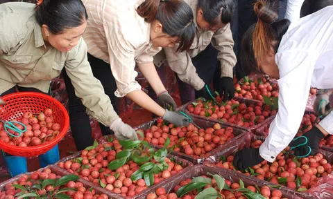 260 chủ vựa Trung Quốc tranh mua, vải thiều Bắc Giang giá cao kỷ lục