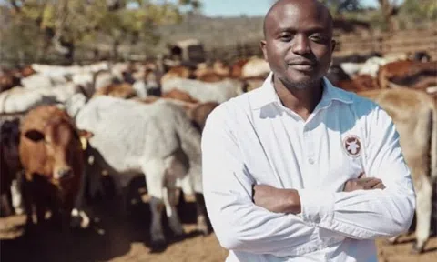 Startup cho phép nhà đầu tư góp vốn nuôi bò