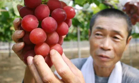 Hơn 10 triệu/quả, người có tầm ăn quả nho đắt nhất thế giới