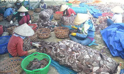 Một động thái từ Trung Quốc hàng loạt thế mạnh Việt Nam điêu đứng